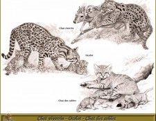 PO pfrd 126 Chat viverrin   Ocelot   Chat des sables. Dallet, 