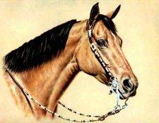 illustrated horse csg006 donald schwartz. , 