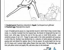 pa EgoGuiotto AG2004 09 HoodedParrot Key. Guiotto, 