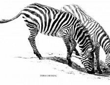 Ae 56 Zebras Drinking Simon Combes sqs. , 