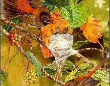 pa TonyOliver BirdsBuildNests 09b. ������, ����