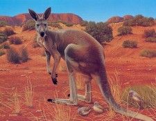 Oz AGls019 Ego Guiotto Red Kangaroo Painting. Guiotto, 