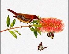 pa TonyOliver AustralianBirds 25 EasternSpinebill. , 