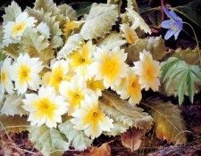 an artists garden csg036. ���, �������