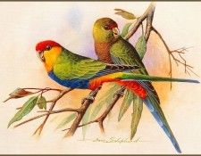 pa EricShepherd 10 Red CappedParrot. , 