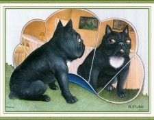 CookBeryl i11 Dogs 3-WeaSDC. , Beryl