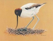 Oz AGls025 Rod Scott Avocet. , Rod