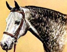 illustrated horse csg005 donald schwartz. , 