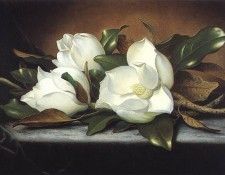 bs- Martin Johnson Heade- Giant Magnolias. ,  