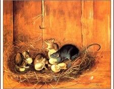 bs-na- Audubon- Black Rats. Audubon,  