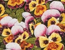 cr Gary Green-Pansie. , 
