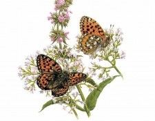 waters edge csg028 dark green fritillaries. �������, ���������