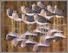 43637. Tunnicliffe, ������