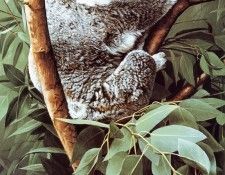 Parker, Ron - Koala (end. ������, ���