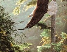 Parker, Ron - Bald Eagle (end. ������, ���