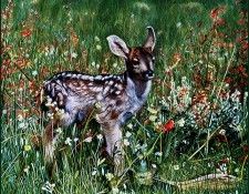 bs-na- Charles Frace- Fresh Start- Mule Deer Fawn. Start-  Frace