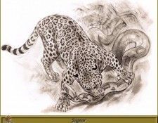 PO pfrd 115 Jaguar. Dallet, 