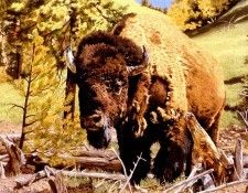 Aaw004 Valerie Trozelle Where The Buffalo Roam sqs. Trozelle, 