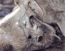 kb Harrison A Tender Moment. ��������, �����