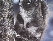 kb Harrison Squirrel. , 
