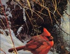 bs-na- Robert Bateman- Winter Cardinal. Bateman, 