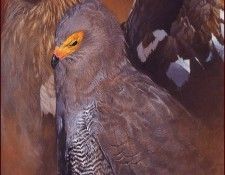 lrsHarrisChingRay-3AfricanBirdsofPrey. ,  
