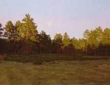 Moonrise over the Meadow. Gjertson, ������