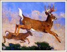 bs-na- Bob Kuhn- Whitetails Aloft. , 