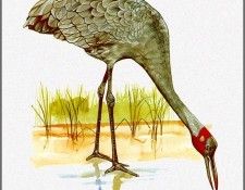 pa TonyOliver AustralianBirds 35 Brolga. ������, ����