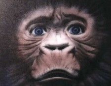 Primate. Saguez, 