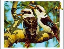 pa AusGeoArt 2003 06 EgoGuiotto Kookaburra. Guiotto, 