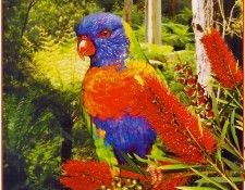 pa HartTrish 03 RainbowLorikeet. , 