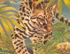 s4-vanishingspecies024 ocelot. , L