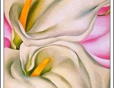 bs-flo- Georgia O Keefe- Two Calla Lillies On Pink.   O