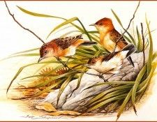 pa EricShepherd 05 GoldenHeadedCysticola. ������, ����