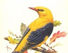 abs 04 golden oriole. �����, �����