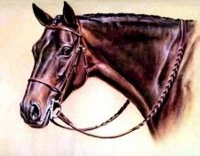 illustrated horse csg011 donald schwartz. , 