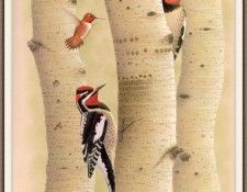 Sj WbZ 19 Red-napped Sapsucker. ���������, �������