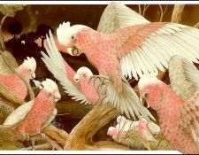 pa GraemeBase Grandma 06. ����, ����