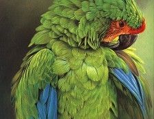 lrs Hunt Alan Buffon Macaw. ����, ���� M