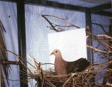 art 266. ������, ������