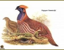 PO ptb 61 Tragopan de Temminck. ����, ����