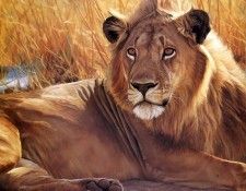 JohnBanovich LionEyes ec. �������, ����