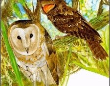 pa TonyOliver AustralianEndangeredWildlife 11. , 