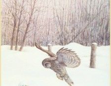 BrynaertDavid-Great Gray Owl-WeaRSCC. Brynaert, Дэвид