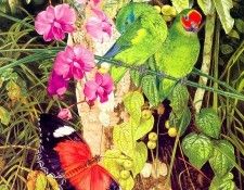 Oz AGls039 Tony Oliver 95 Double-Eyed Fig Parrot. , 
