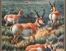 cr WalterWebber-02-PronghornAntelope. , 