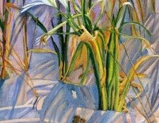 43736. ����, Borrego