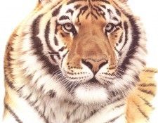 bs- Guy Coheleach- Siberian Tiger Head. Coheleach, ���