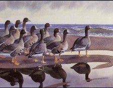 43608. Tunnicliffe, 